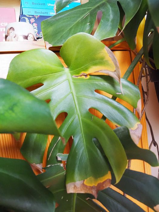 Duża Piękna Monstera 140cm – Donica i Palik GRATIS