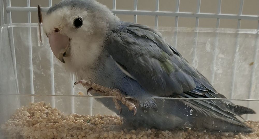 Vendo 3  Agapones, ler descrição