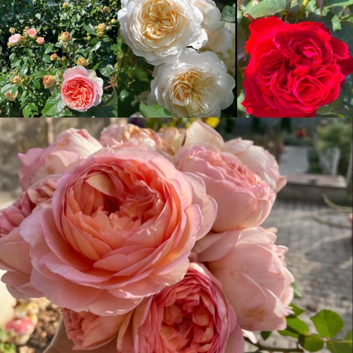 РОЗЫ РОЗЫ - продаю саженцы роз; розы  корнесобственные !