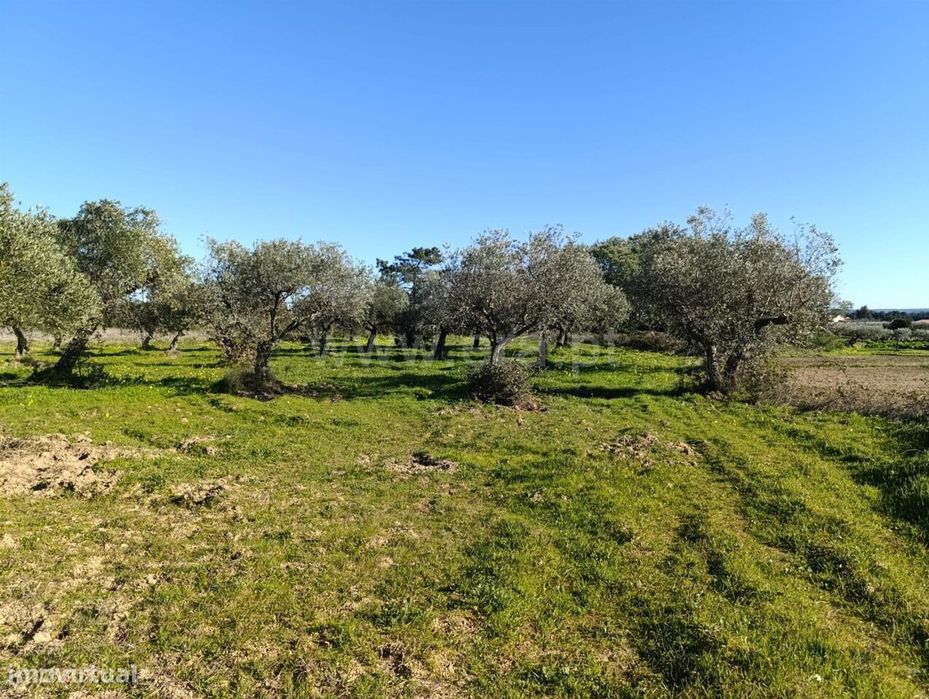 Terreno / Fundão, Vale de Prazeres e Mata da Rainha — Vale De Prazeres E Mata Da Rainha, Castelo Branco