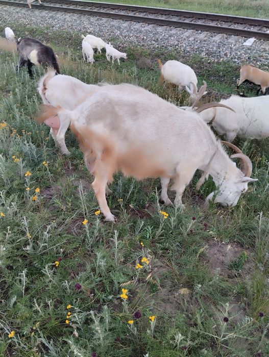 Продам коз 4 штуки