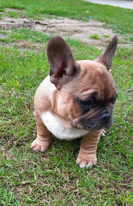 Szczeniaczek buldog francuski
