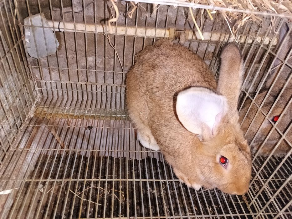 Macho Gigante Espanhol