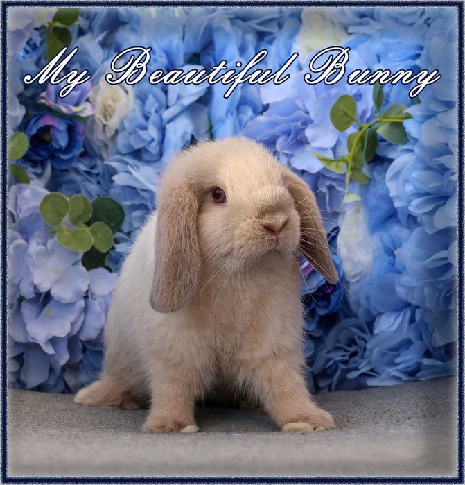 Młody Piękny Króliczek 100% Mini Lop - Sallander