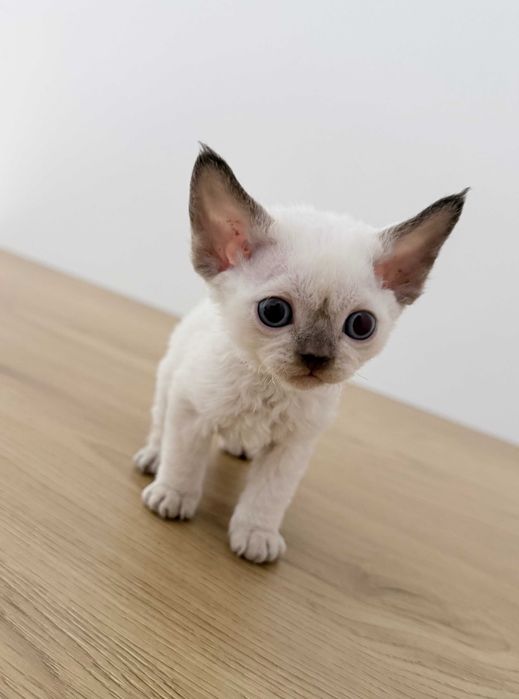 Devon Rex z rodowodem Fpl