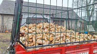 Drewno opałowe w pieńkach i porąbane: sosna, brzoza, wierzba