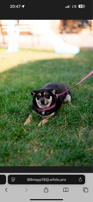 Прилаштовується собака