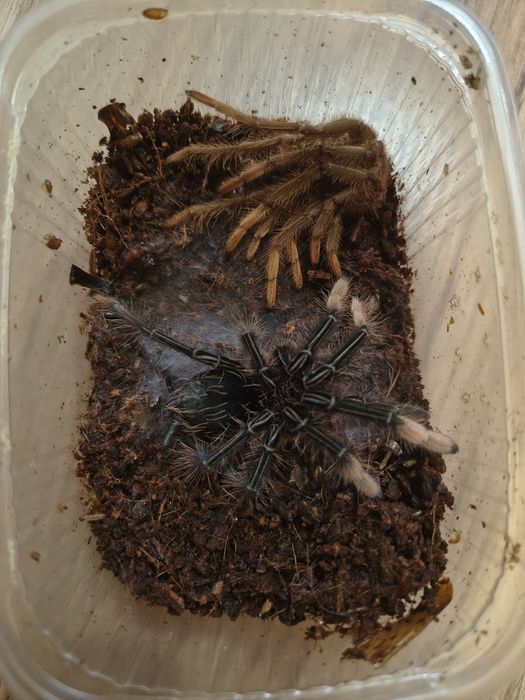 Theraphosa apophysis 3,5DC na pusto  samiec - kilka sztuk
