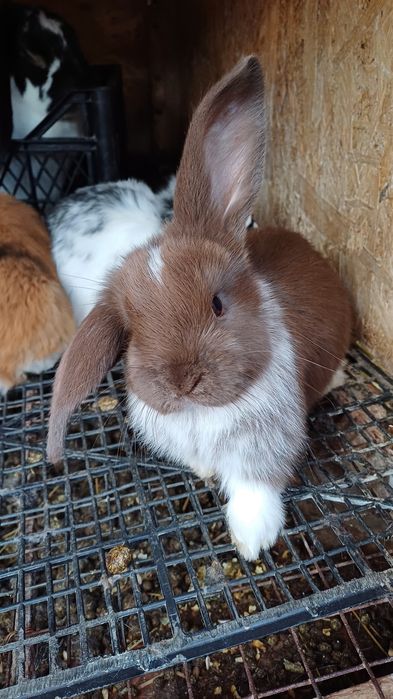 Кролі Французький баран