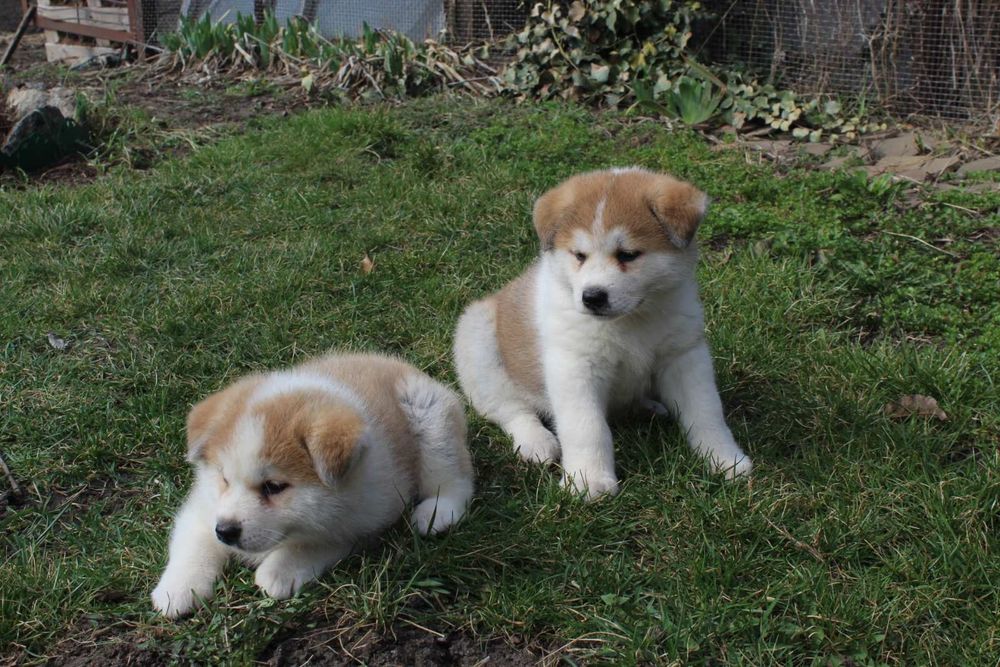 Дівчата акіта іну