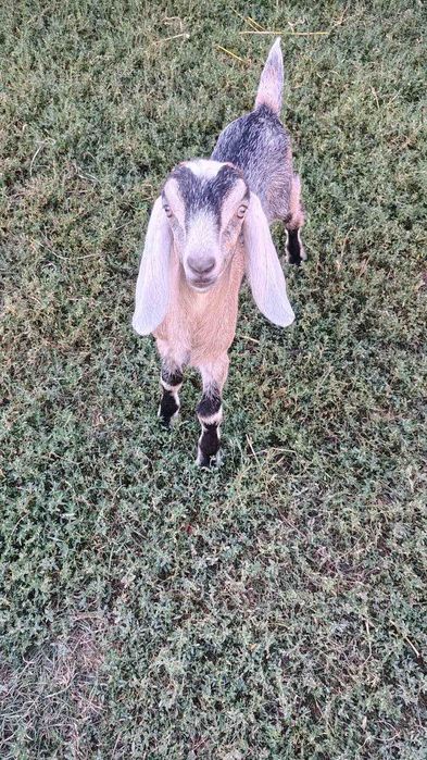 Цапок Англо-Нубієць