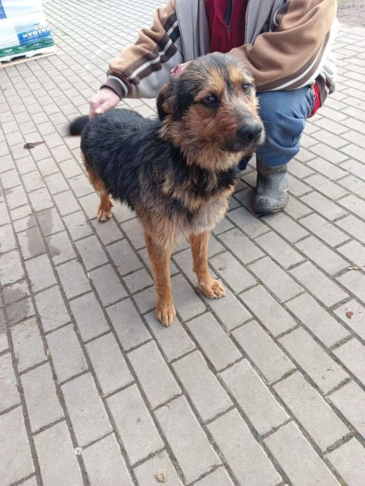 Najsmutniejszy pies w schronisku szuka domu