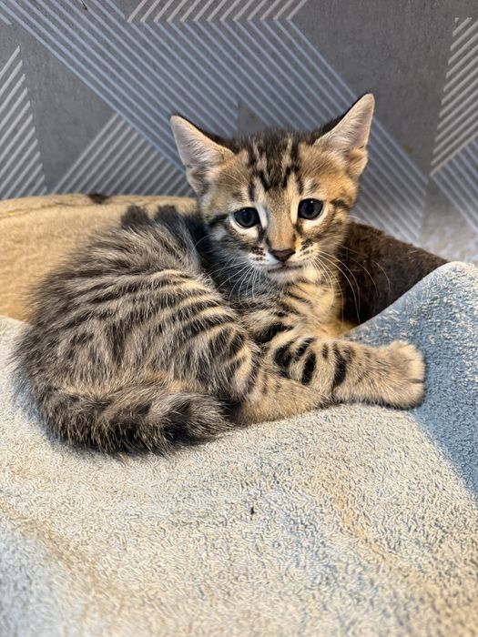 Бенгальські кошенята