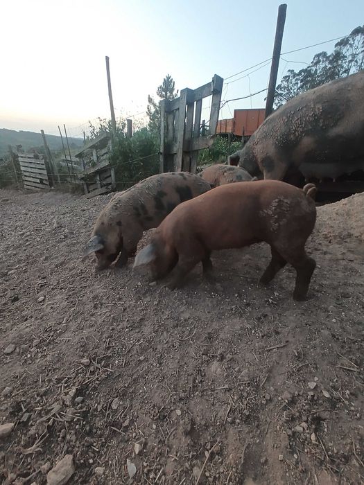 Porcos Duroc/LandRace/Malhado de Alcobaça