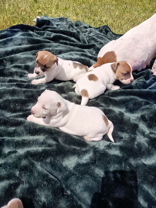 Jack Russell Terrier