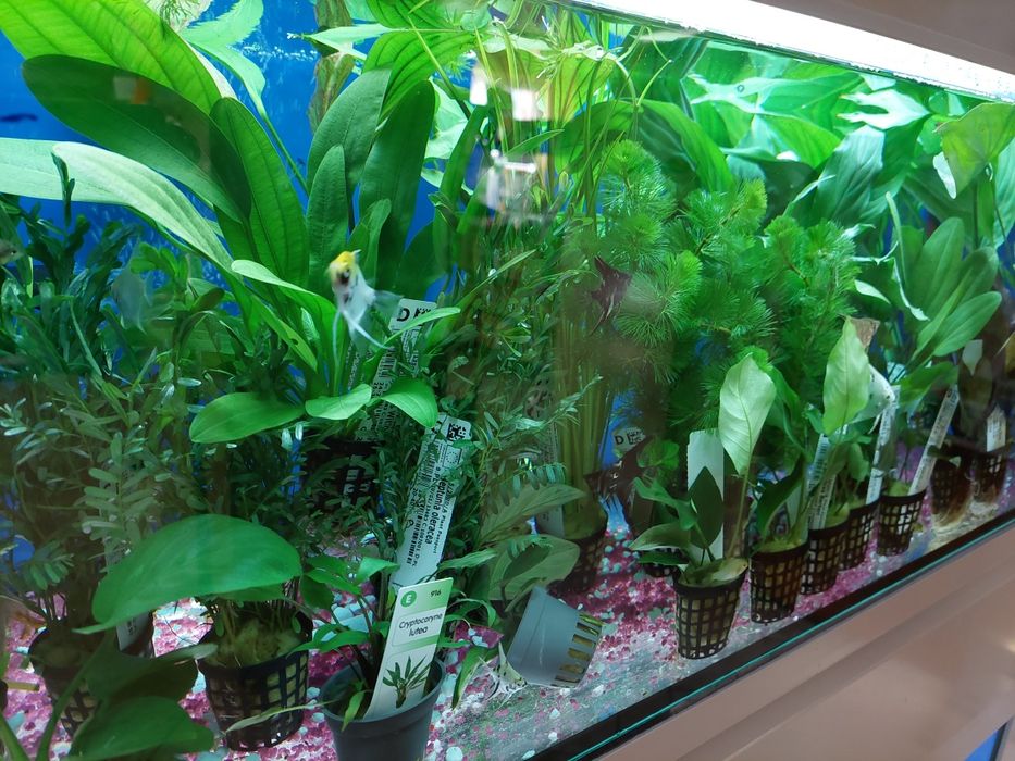 Rośliny akwariowe.