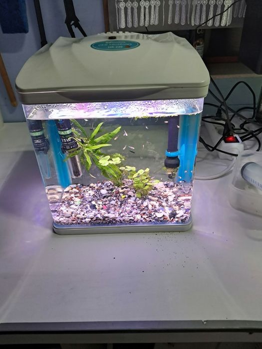 Akwarium małe lecz piękne z życiem