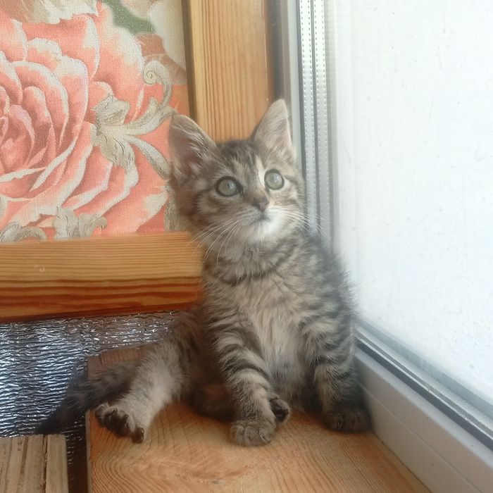 Кошеня дівчинка в любяшую родину