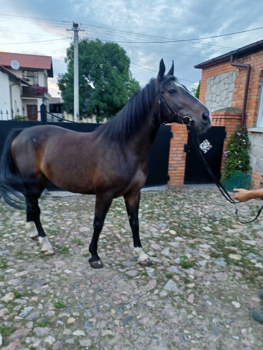 "Sprzedam konia, spokojna klacz (bardzo dobra matka)"