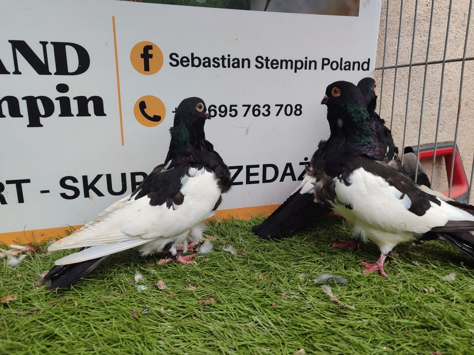 Gołębie. Mewki chińskie. Mewka.  Możliwy transport