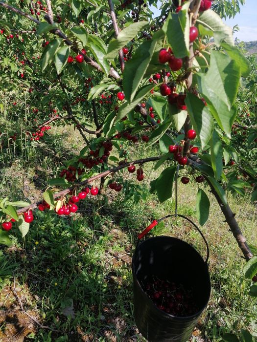 Cerejas Qualidade Lamego
