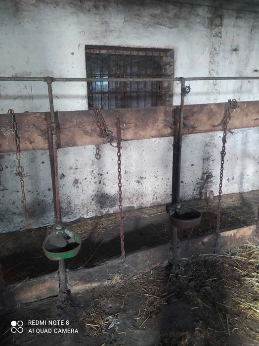 Sprzedam łańcuchy dla bydła