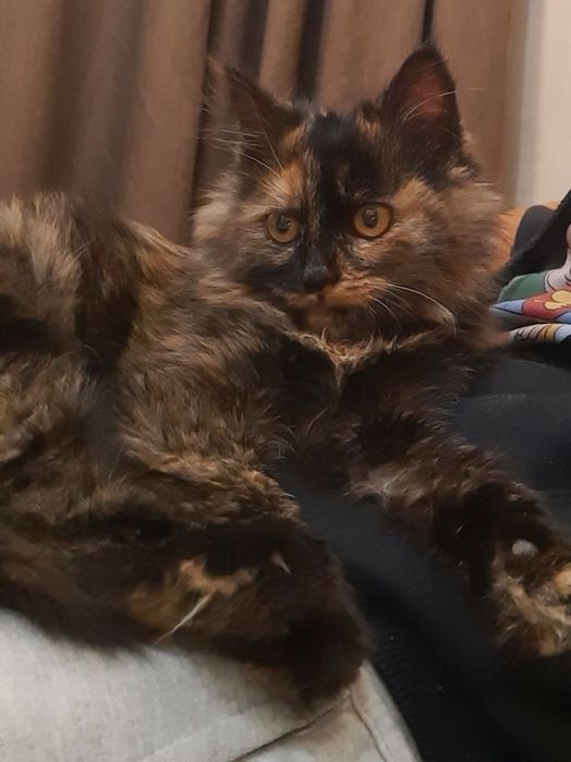 Киця безкоштовно в добрі руки