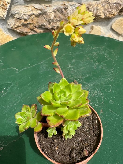 Suculenta Sedeveria Letizia preço 1€