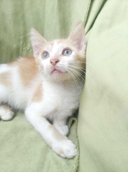 Котята рыжики в добрые руки бесплатно