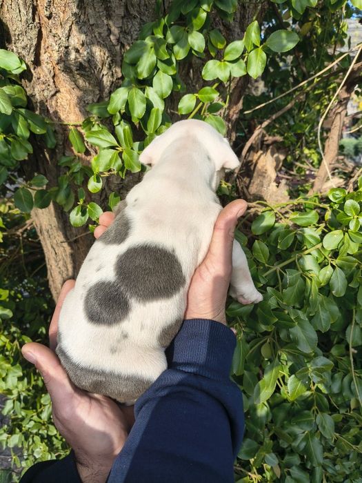 Amstaff blue suczka