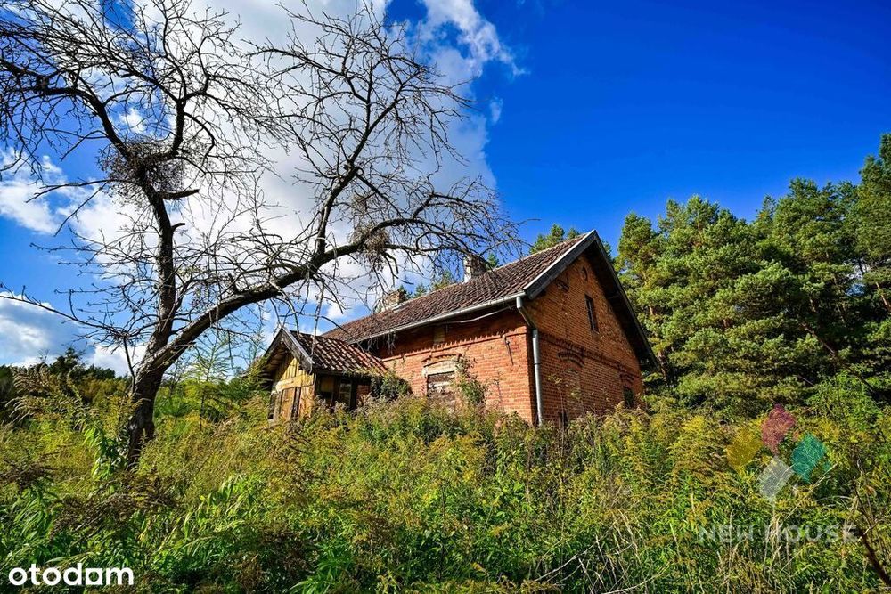 Dłużki, siedlisko nad jez. Dłużek