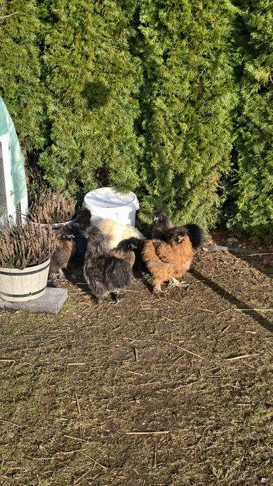 Silki jedwabiste koguciki