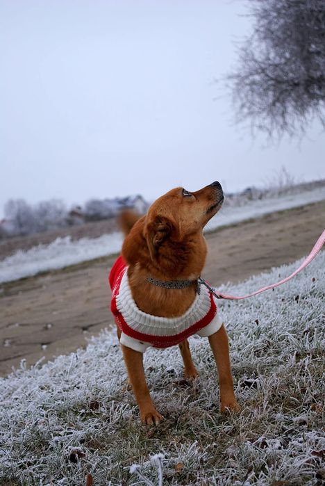 Mikro sunia do adopcji