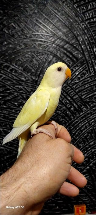 Agapone / agapornis domesticados