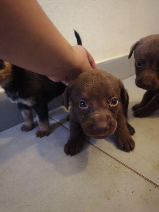 Cãezinhos para adoção responsável