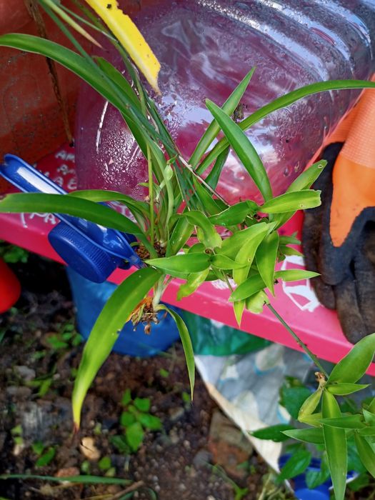 Conjunto de 3 plantas