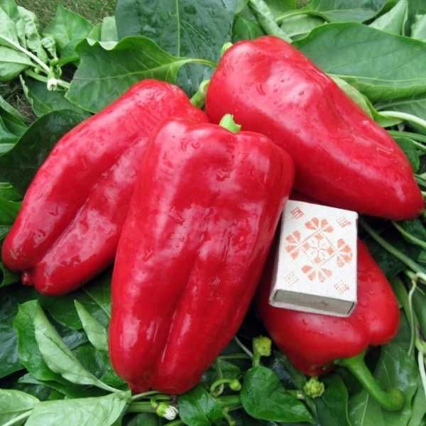 Перец сладкий семена