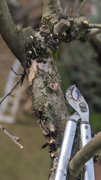 Обрізка плодових дерев саду, обрізка яблуні | Обрезка сада