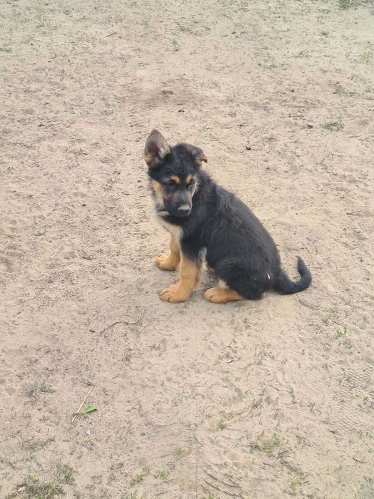Szczenięta owczarka niemiecko-belgijskie