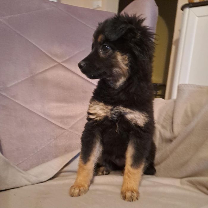 Szczeniaki szukają domków