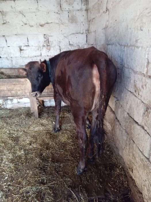 Продам теличку джерсейської породи