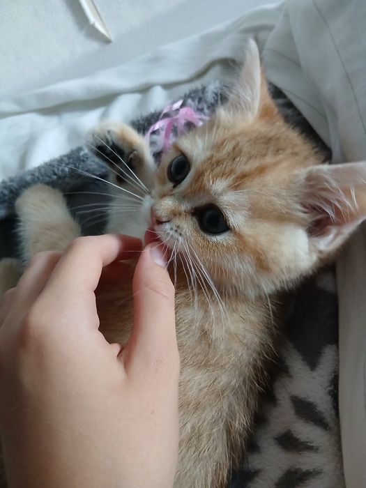 Шотландське кошеня Scottish Strike