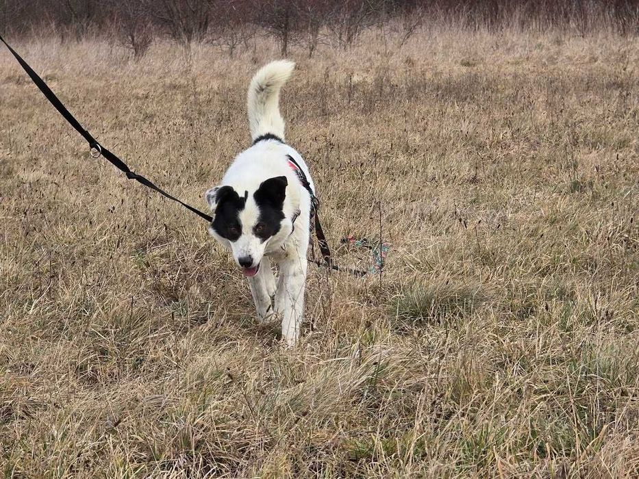 Toniek- wesoły, radosny psiak szuka domu. Do adopcji