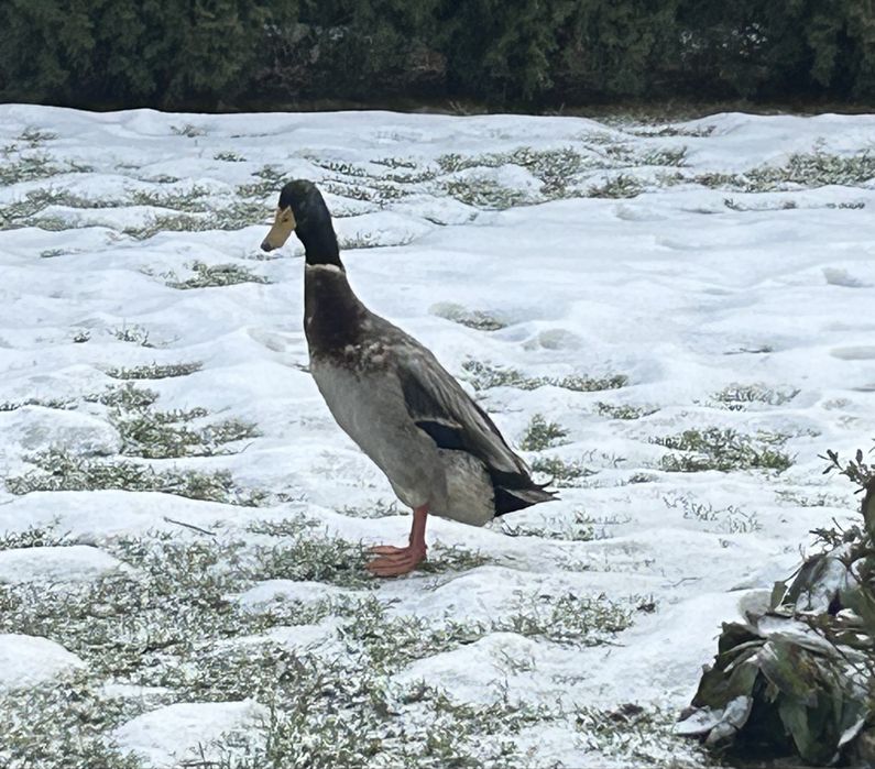 Kaczor biegus na sprzedaz