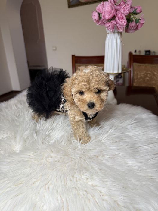 Мальиипу цуценята