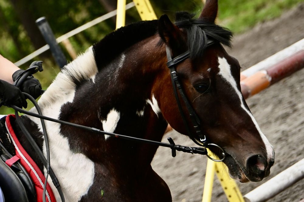 Sportowy kuc do skoków