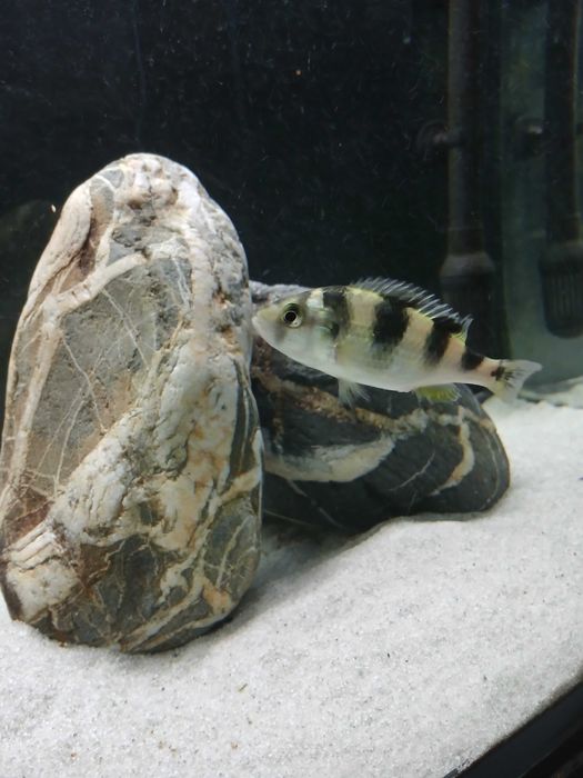 Fêmea Astatotilapia Latifasciata