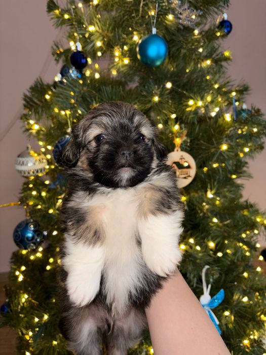 Грайливі собачки Ши-тцу