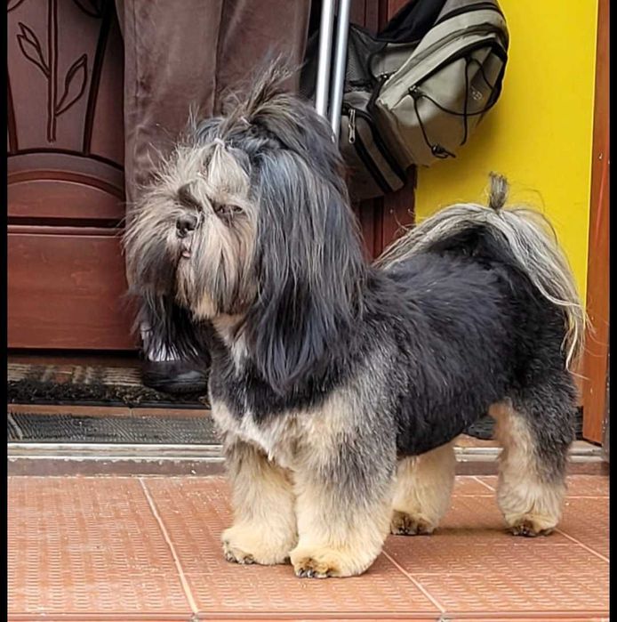 Shih Tzu suczka  *REZERWACJA*