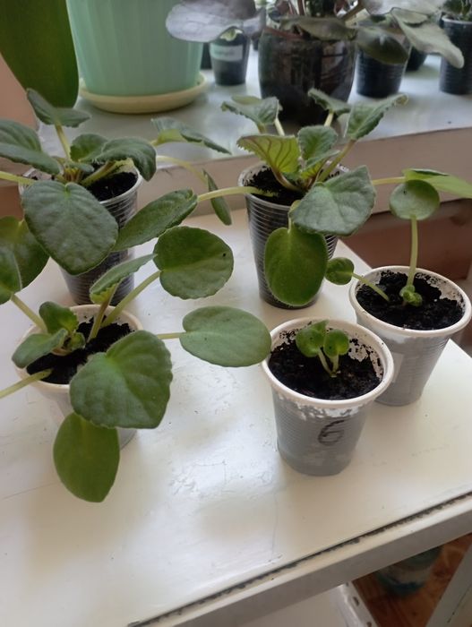 Фіалочки. Сеноплії